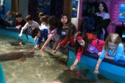 Seals and second graders: grade’s first field trip is to Norwalk Aquarium