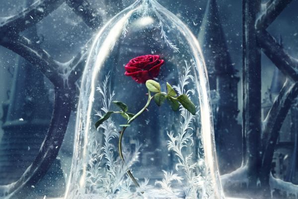 The dangerous rose from