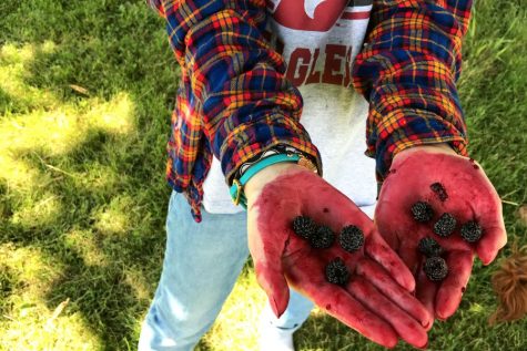 Picking black raspberries and making jam during annual trip to Illinois