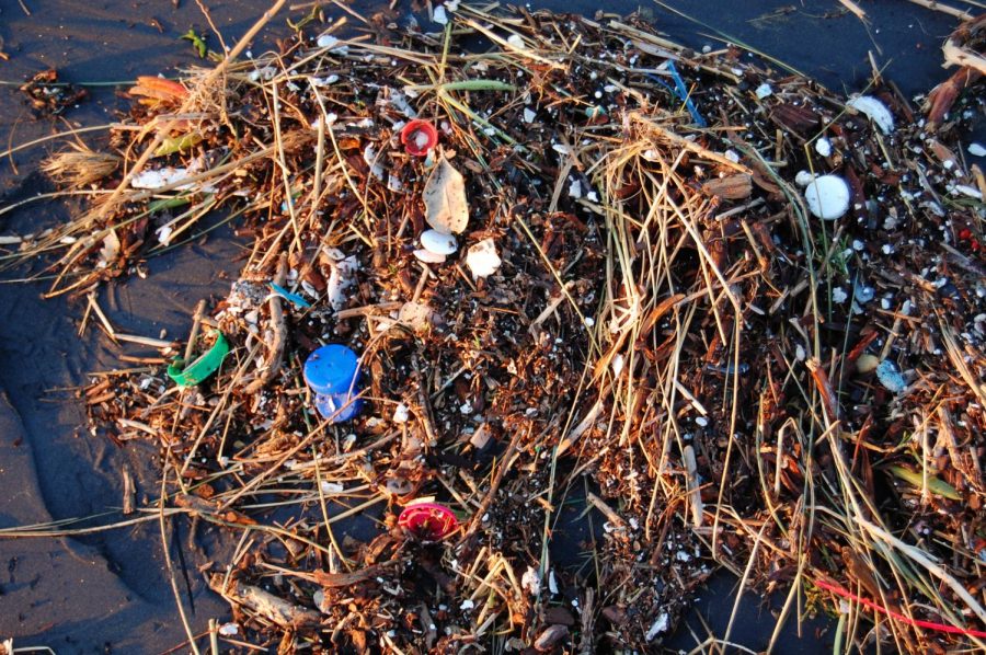Pieces+of+plastic+that+washed+ashore+after+a+storm+on+a+Pacific+Ocean+beach+in+San+Francisco.