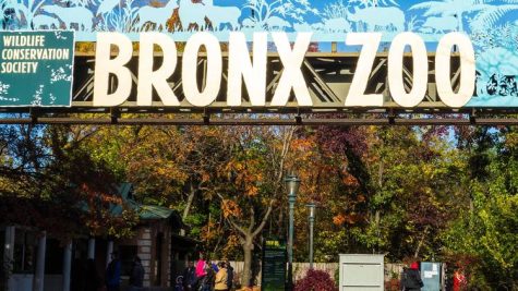 First Grade: Bronx Zoo Field Trip!